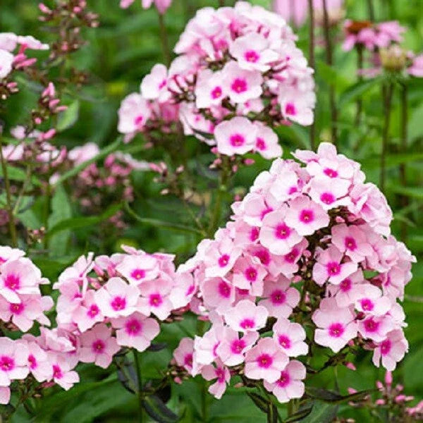 50 White Pink Phlox Seeds | Perennial Flower Seeds for Borders & Pollinator Gardens | Phlox paniculata