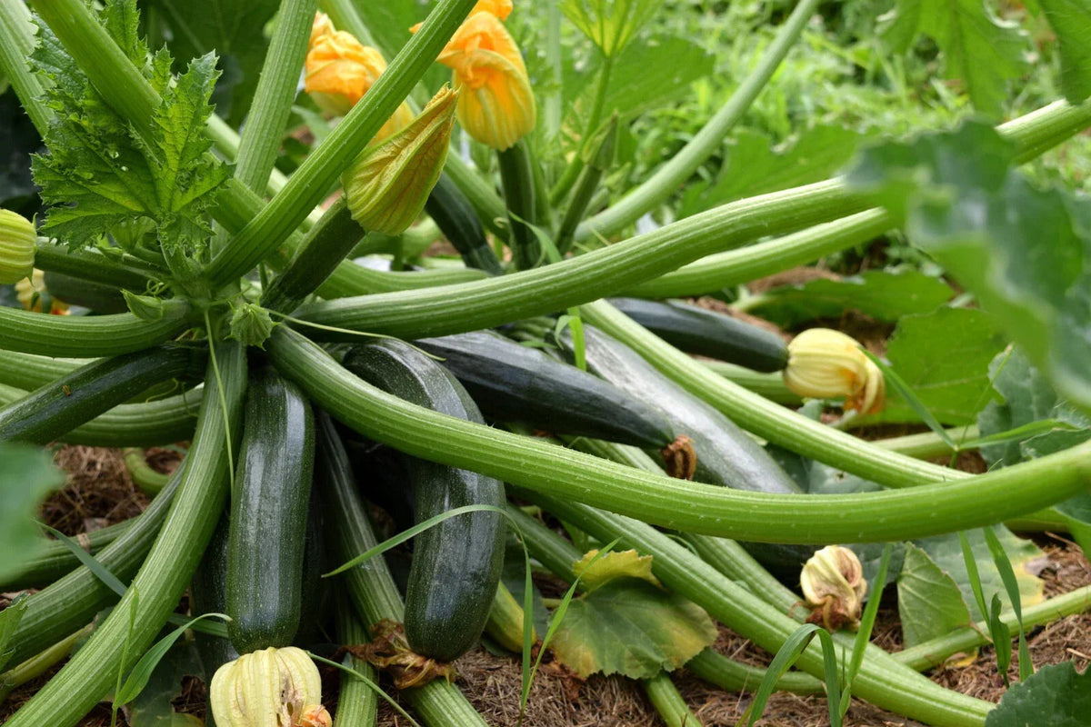 Black Beauty Zucchini Seeds - 10 Pack - Dark Green Summer Squash - Cucurbita pepo - High Yielding Variety for Gardens