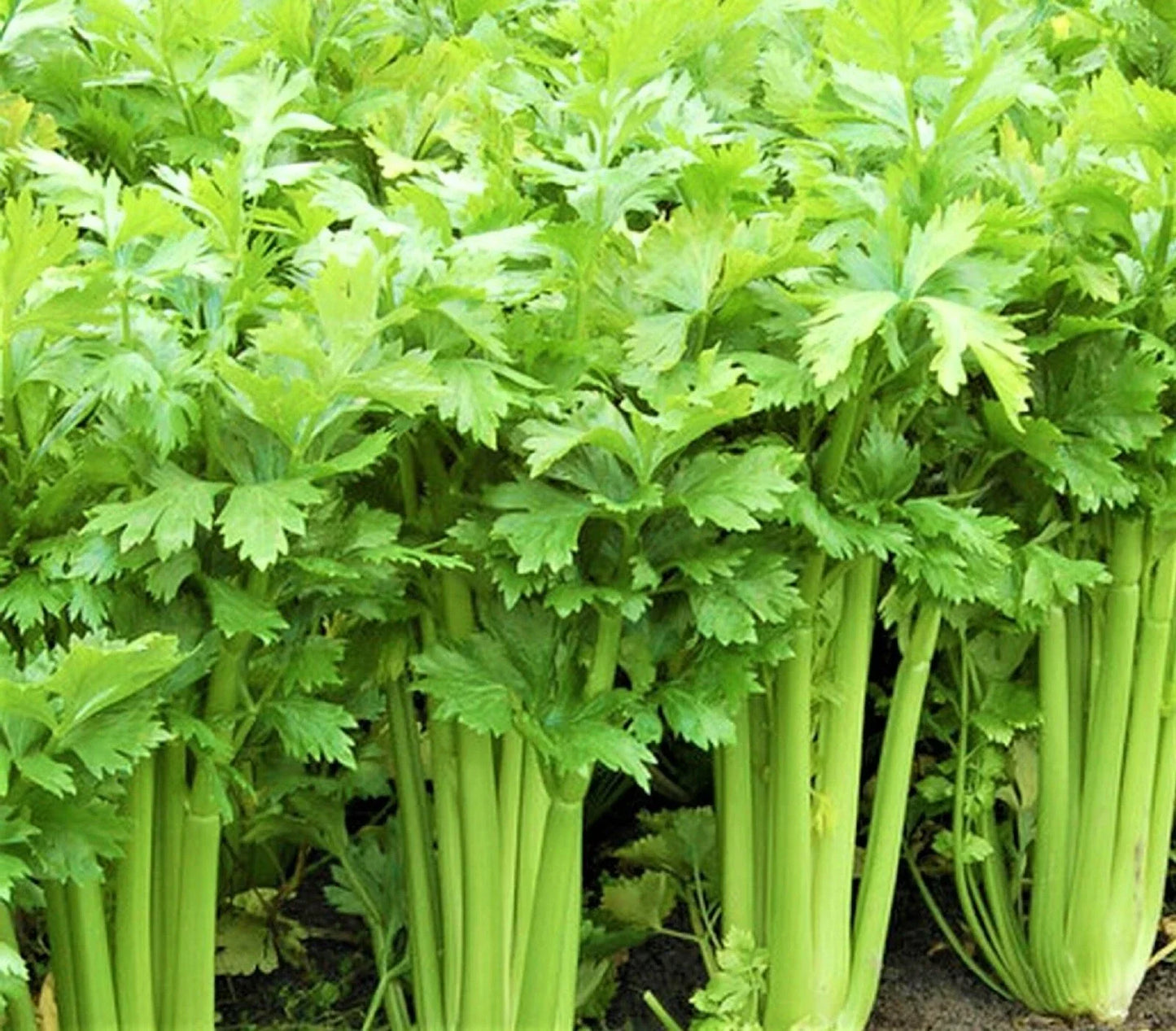 Tall Utah 52 Celery Seeds – Non-GMO Organic Apium graveolens, 1,000 Seeds for Home Garden, Crisp, Upright, Full Sun