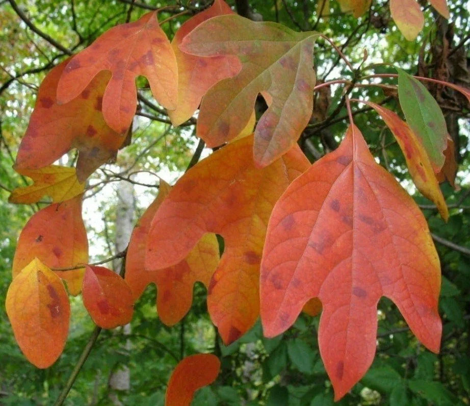 Sassafras Cuttings Set of 10 Fresh Unrooted Edible Wildlife Ornamental Sassafras albidum