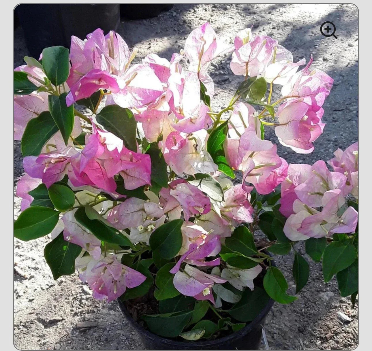 Bambino Bi Color Pink Bougainvillea Starter Plant – Compact Well-Rooted Bougainvillea spp. for Gardens & Containers