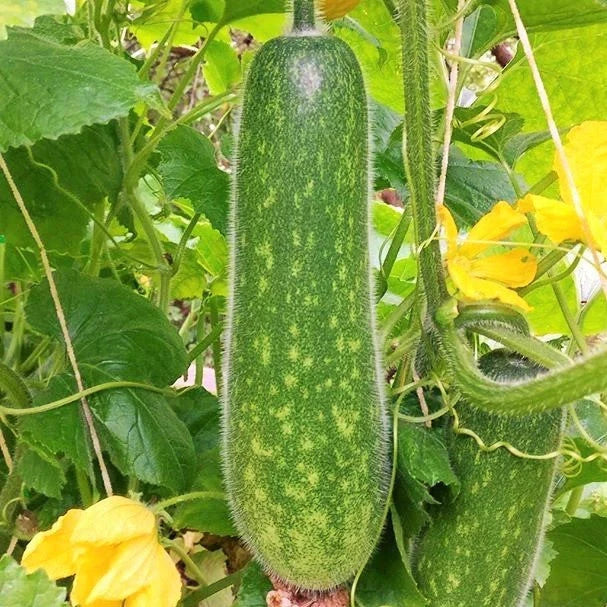 Fuzzy Hair Melon Seeds - Wax Gourd, Fuzzy Exterior, Sweet Flesh, Benincasa hispida, Vegetable Seed Pack for 2025 Planting