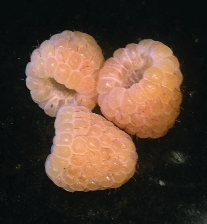 Yellow Anne Raspberry Live Starter Plant – Self-Pollinating, Medium to Large Yellow Berries, Rubus idaeus 'Anne' for Zones 4-9
