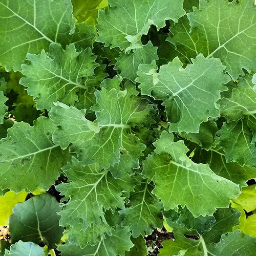 Dwarf Siberian Kale Seeds | Heirloom Non-GMO Organic Vegetable Seeds | Brassica oleracea var. sabellica | Compact Bushy Plant