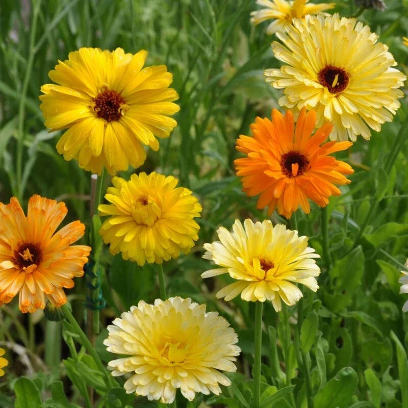 Calendula Seeds | Pacific Beauty Mix | Edible Flowers for Gardens & Culinary Use | Calendula officinalis Seed Packet