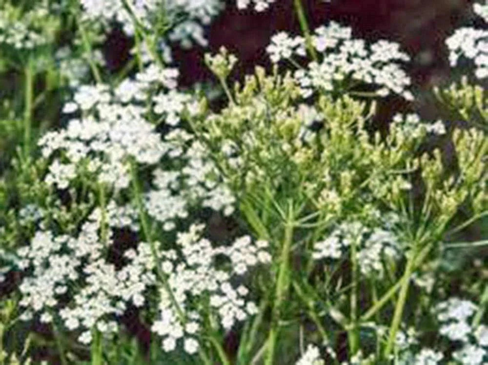 Caraway Herb Seeds Pack of 20+ | Aromatic Culinary Herb (Carum carvi) for Planting & Harvesting Roots