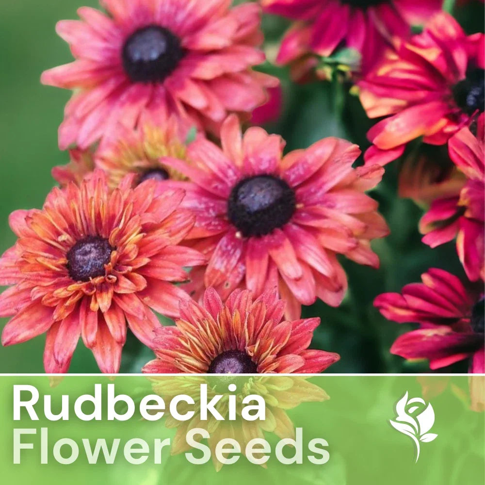 Rudbeckia Seeds Sahara Rose Variety - 125+ Annual Flower Seeds for Garden, Borders, Containers - Rudbeckia hirta