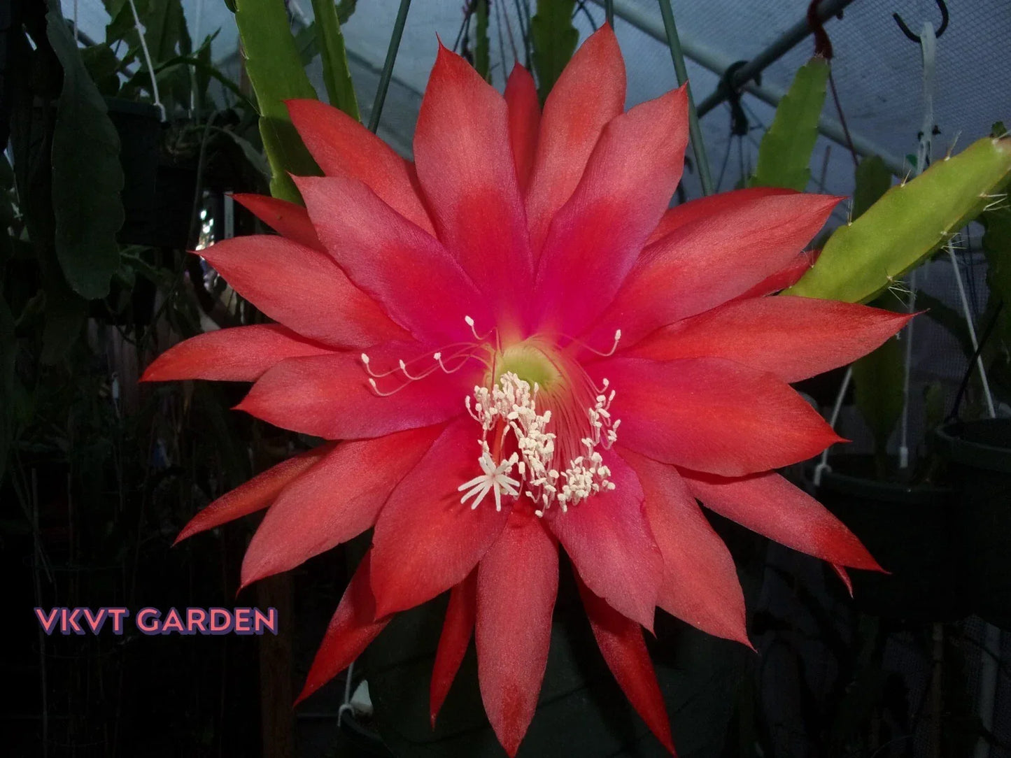 Epiphyllum Orchid Cactus Cutting - Camillo Schneider - Rare Succulent for Indoor Gardening - Tropical Epiphyllum Orchidaceae