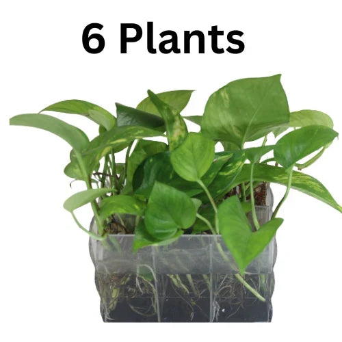Rooted Golden Pothos Plant Cutting | Epipremnum aureum Indoor Houseplant | Easy Care Greenery for Beginners