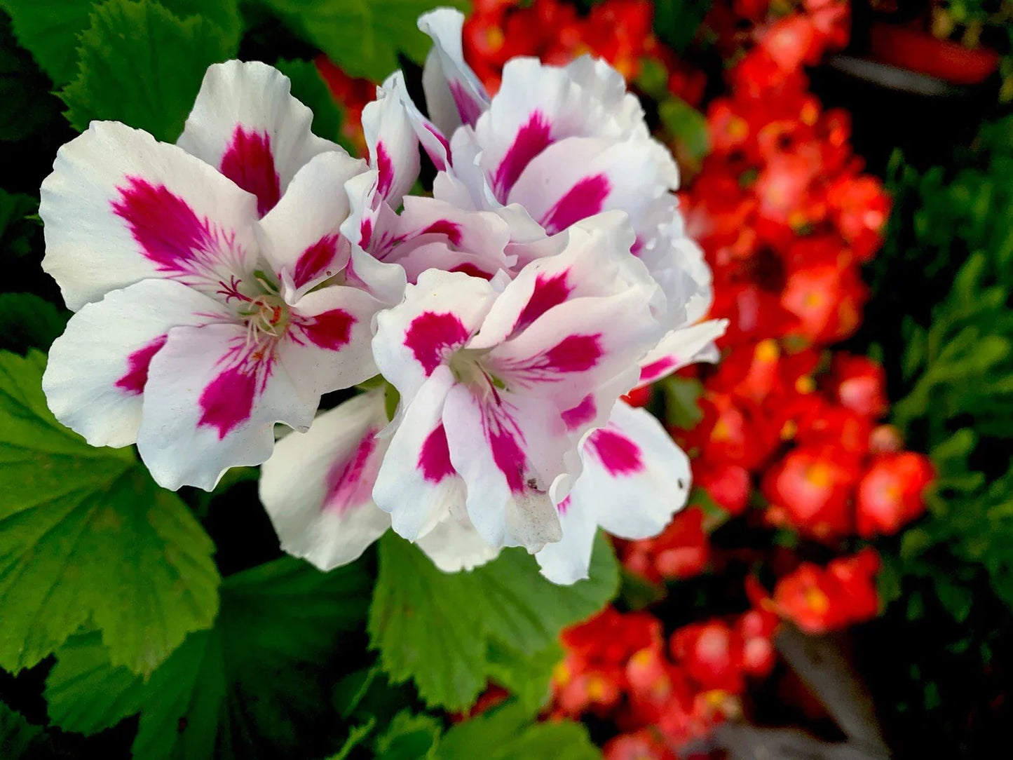 Rare Geranium Cuttings – White and Pink Pelargonium spp. Starter Plants, Easy Propagation for Gardens