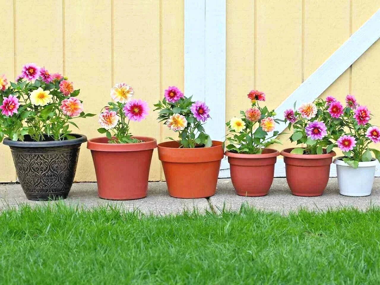 Dwarf Dahlia Seeds Patio Mix - 16" Tall Summer Flowers for Containers & Garden - Dahlia pinnata
