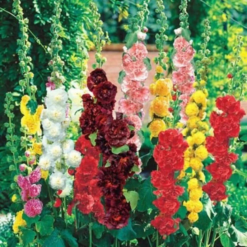 Hollyhock Seeds Mix - Organic Summer Carnival Alcea rosea - 100 Seeds for Borders, Cut Flowers & Pollinator Gardens