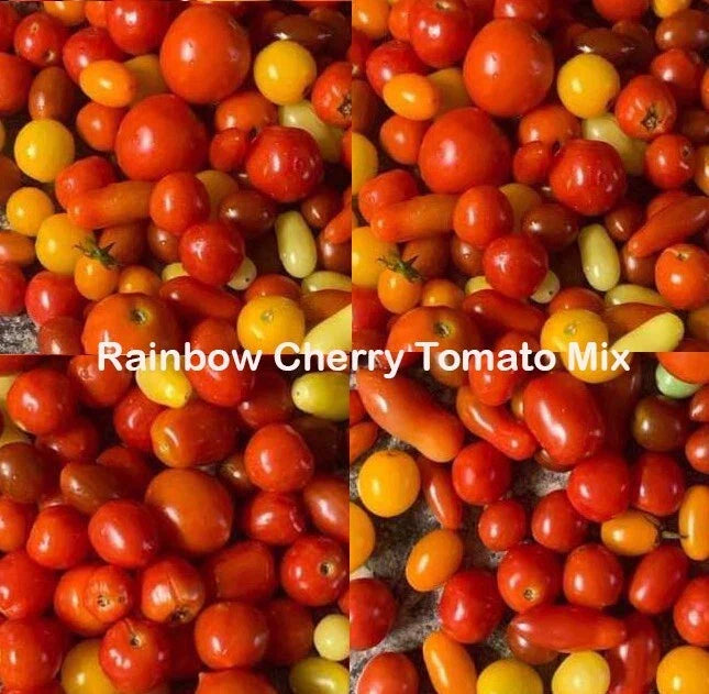Rainbow Cherry Tomato Seeds Mix - Heirloom Non-GMO Indeterminate Vegetable Pack of 100 Solanum lycopersicum