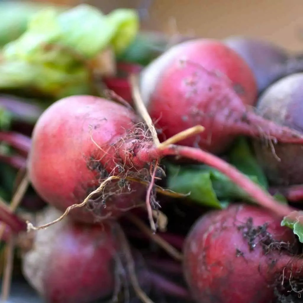 Early Wonder Beet Seeds - Non-GMO Beta vulgaris Tall Top Variety for Home Gardening, Container Growing