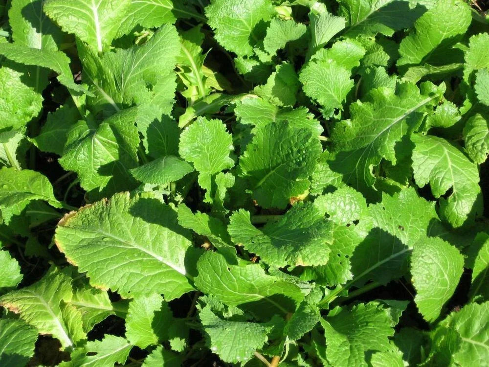 Seven Top Turnip Seeds - Brassica rapa - Fresh Vegetable Seeds for Gardening, Cool-Season, Non-GMO, 100 Seeds