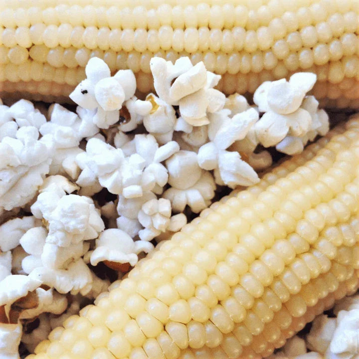 Japanese White Hulless Popcorn Seeds | Ornamental Zea mays | Non-GMO, Easy Grow, 50 Seeds for Home Garden & Snacking
