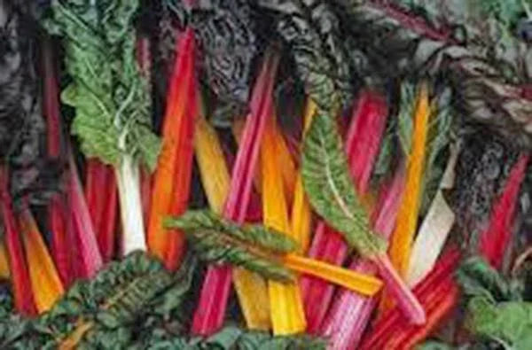 Rainbow Swiss Chard Seeds - 100 Non-GMO Pack, Beta vulgaris var. cicla, Heirloom, Vibrant Colorful Stems, Easy to Grow
