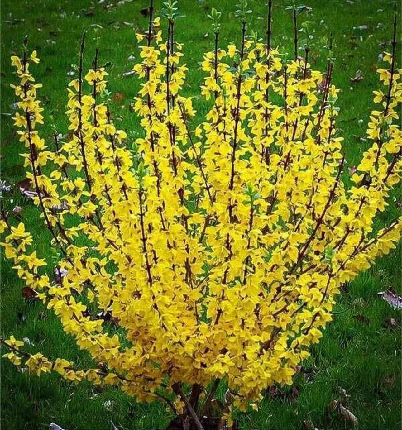 Forsythia Bush Live Plant - Bare Root 10-12 Inches - Bright Yellow Blooms - Forsythia × intermedia - Deciduous Shrub