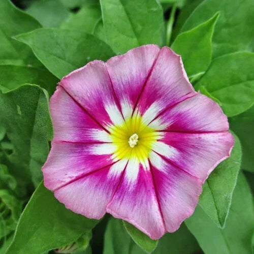 Dwarf Morning Glory Seeds | Rose Ensign Pink & White | Ipomoea purpurea | Heirloom Non-GMO Seed Packet