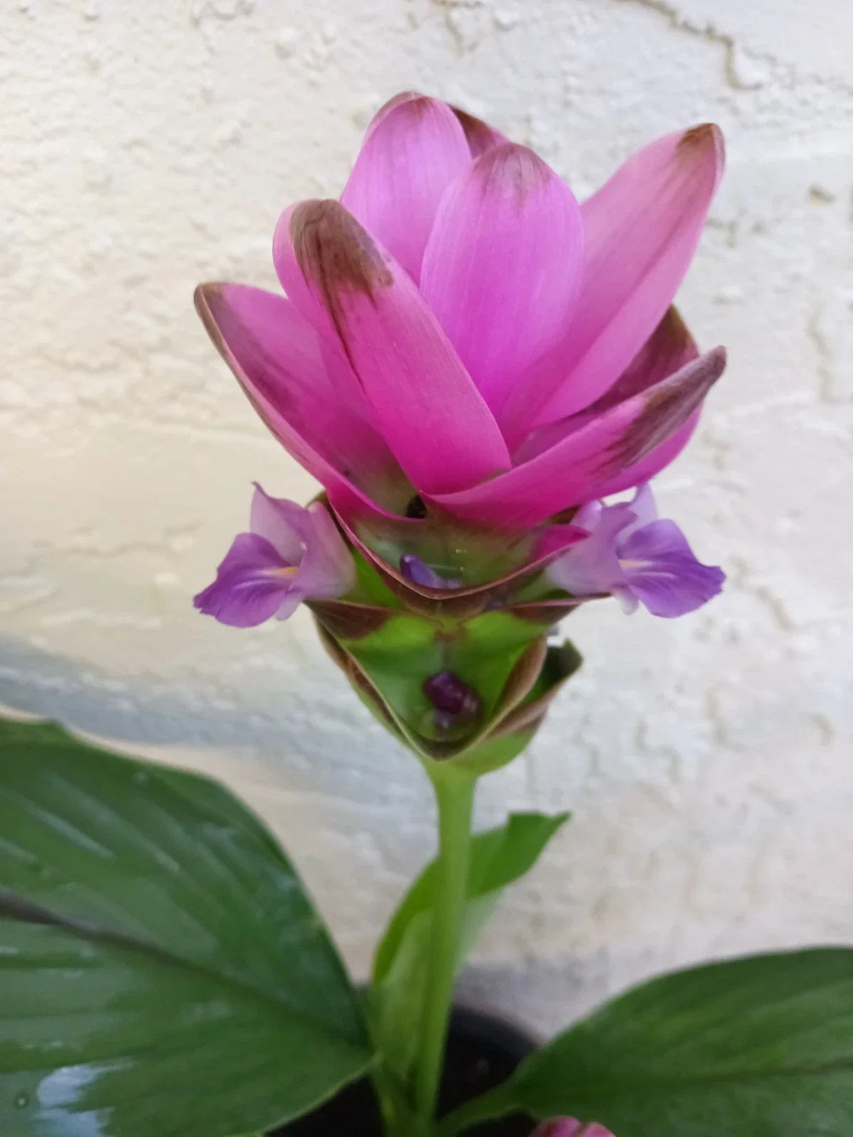 Pink Siam Tulip Plant Babies 2x | Curcuma Alismatifolia | Tropical Perennial Flower Bulbs for Indoor Outdoor Gardens