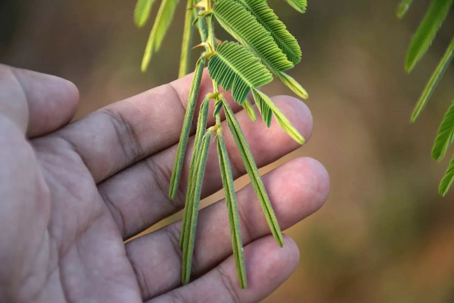 Sleeping Grass Seeds - Mimosa pudica Sensitive Plant with Touch-Responsive Leaves - 20 Seeds