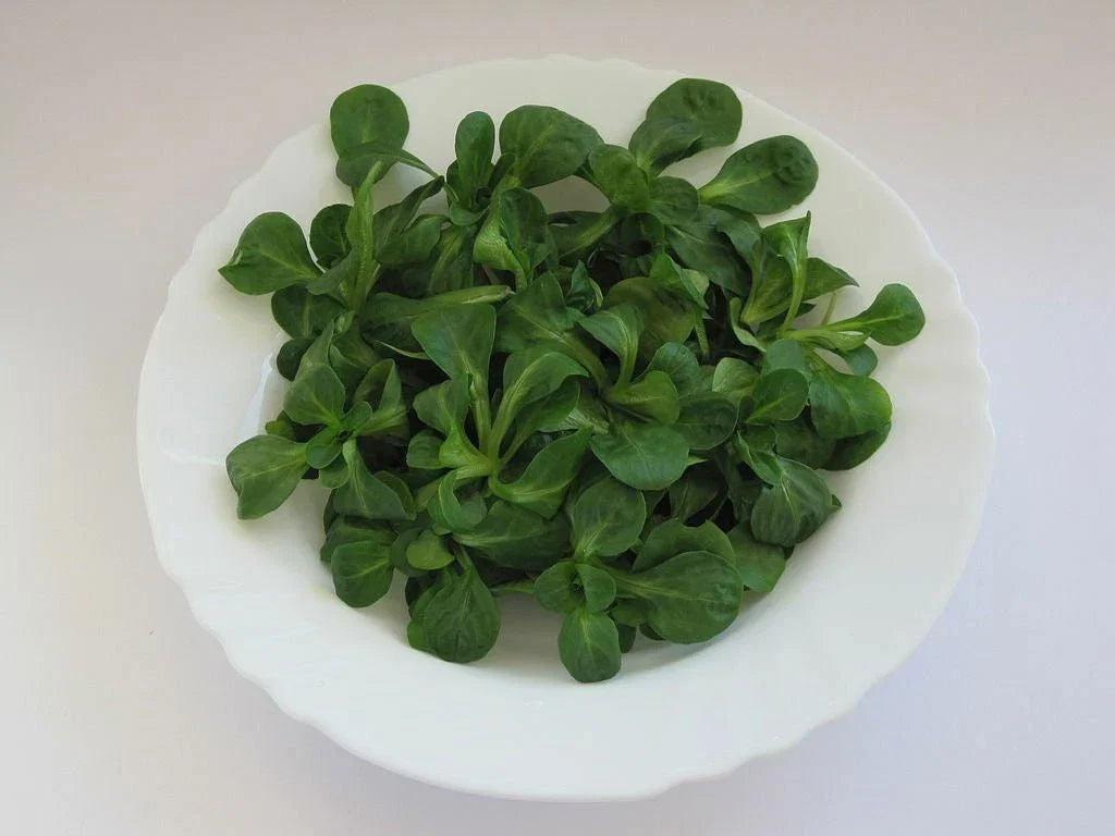 Dutch Corn Salad Seeds - Organic Non-GMO Valerianella Locusta Herb for Salad Greens, Potted or Garden Cultivation