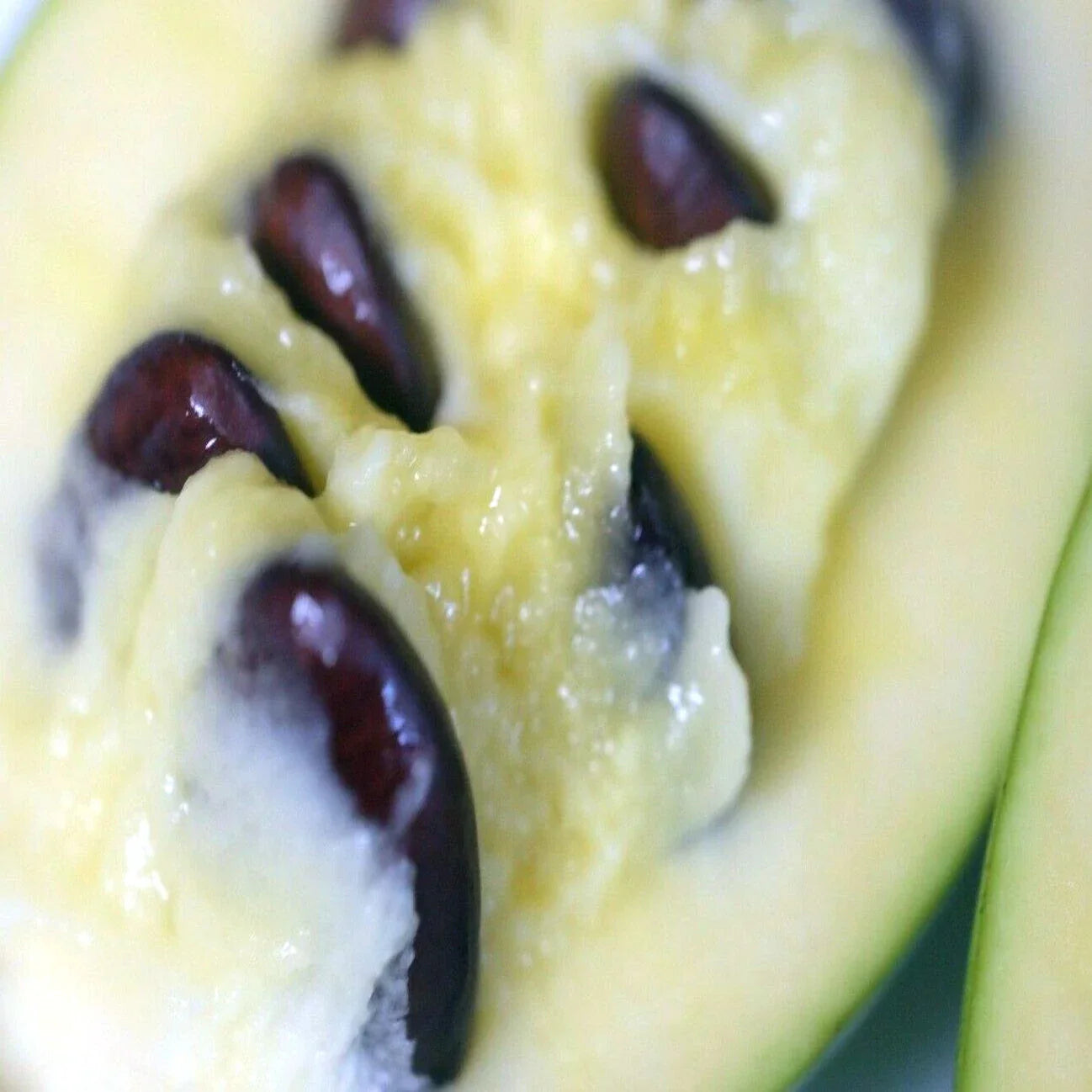PawPaw Fruit Tree Seeds - Stratified, Indian Banana, Asimina Triloba, Hardy Deciduous Tree, Organic, Drought-Resistant, Full Sun