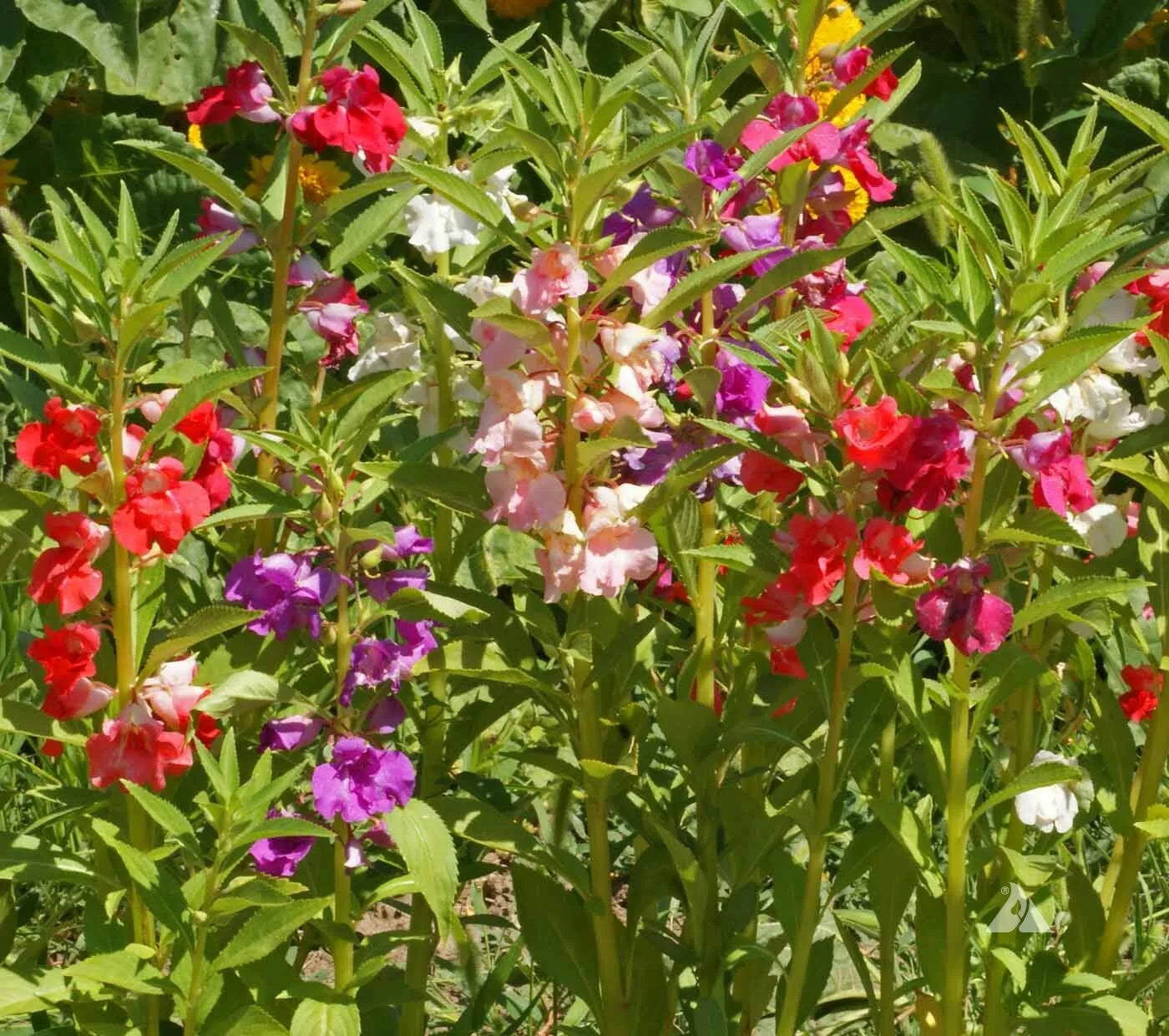Balsam Seeds Mix - Tom Thumb Dwarf Impatiens - Non-GMO 200 Seeds for Shade & Part-Shade Gardens & Containers