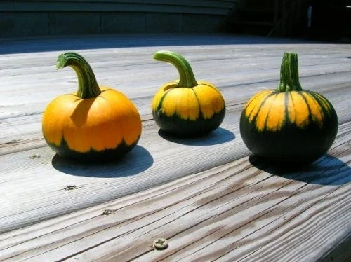 Pumpkin Seeds - Batwing Mix Pack of 25 - Heirloom Cucurbita pepo for Gardening, Fall Decor & Culinary Use