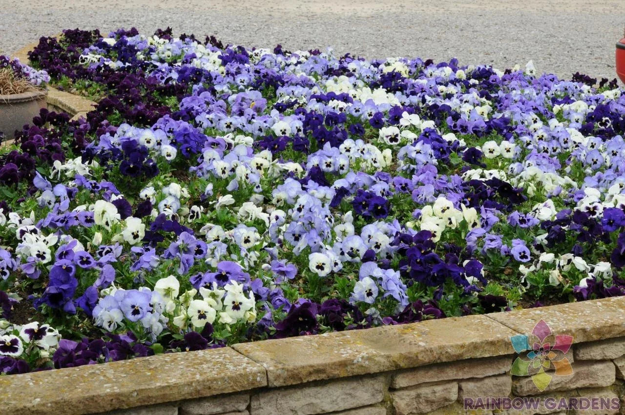 200+ Ocean Breeze Mix Pansy Seeds - Viola tricolor - Garden Flower Seeds for Borders & Containers
