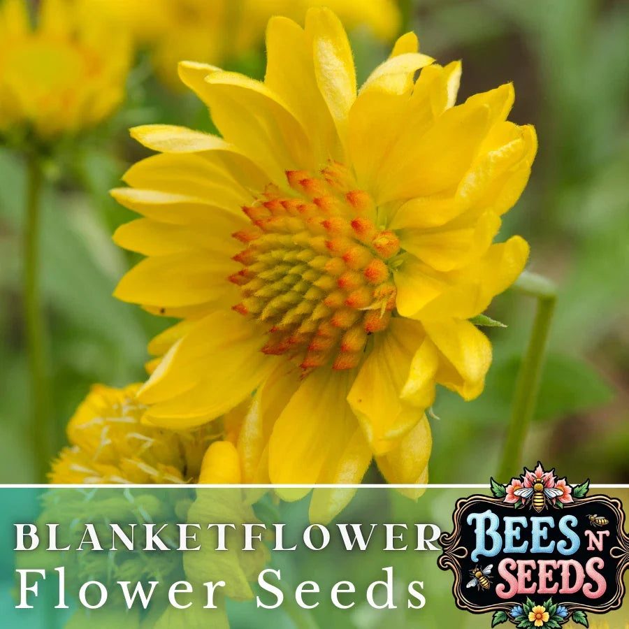 Golden Joy Blanket Flower Seeds - Gaillardia aristata - Colorful Perennial Garden Plant - 200 Non-GMO Seeds