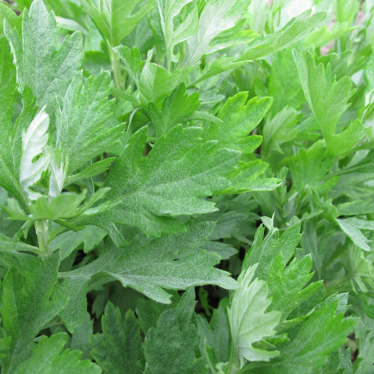 Mugwort Seeds 500+ Heirloom Artemisia Vulgaris Medicinal Herb Non-GMO USA