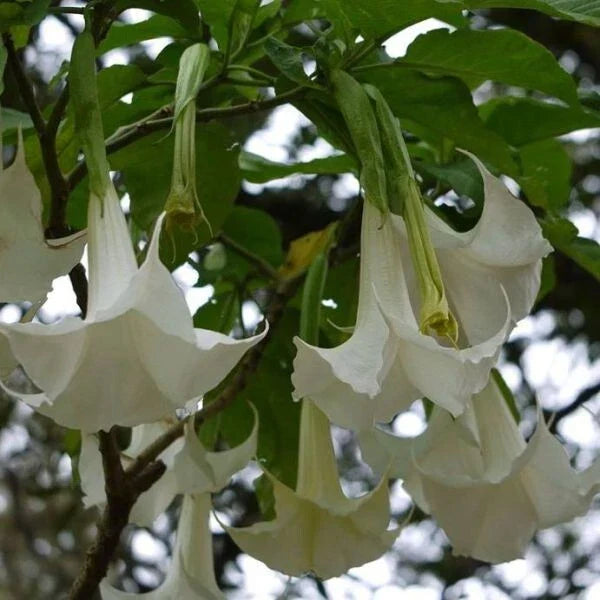 Brugmansia Arborea Seeds – 10 Pack White Flower Angel's Trumpet Tropical Perennial Plant for Garden, Container, Fragrant Summer Bloom