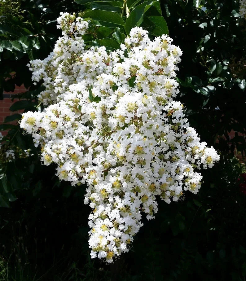 White Cape Myrtle Seeds - Perennial Lagerstroemia speciosa with White Flowers, Pollinator Attracting, Garden Bed & Landscape Seeds