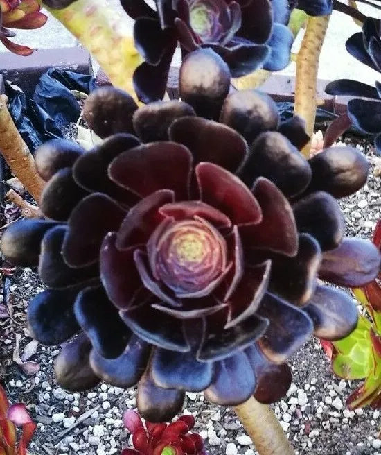 Black Rose Aeonium Cutting - Deep Dark Purple Succulent - Aeonium Arboreum Zwartkopf - Rosette-Shaped Foliage