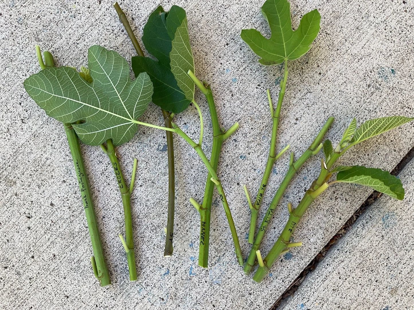 Fresh Fig Tree Cuttings - Edible Ficus carica Variety for Planting and Growing