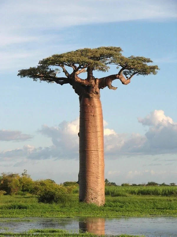 Baobab Seeds 7 Pack - Adansonia digitata Rare Tree of Life Bonsai Plant Seeds for Cultivation and Collecting
