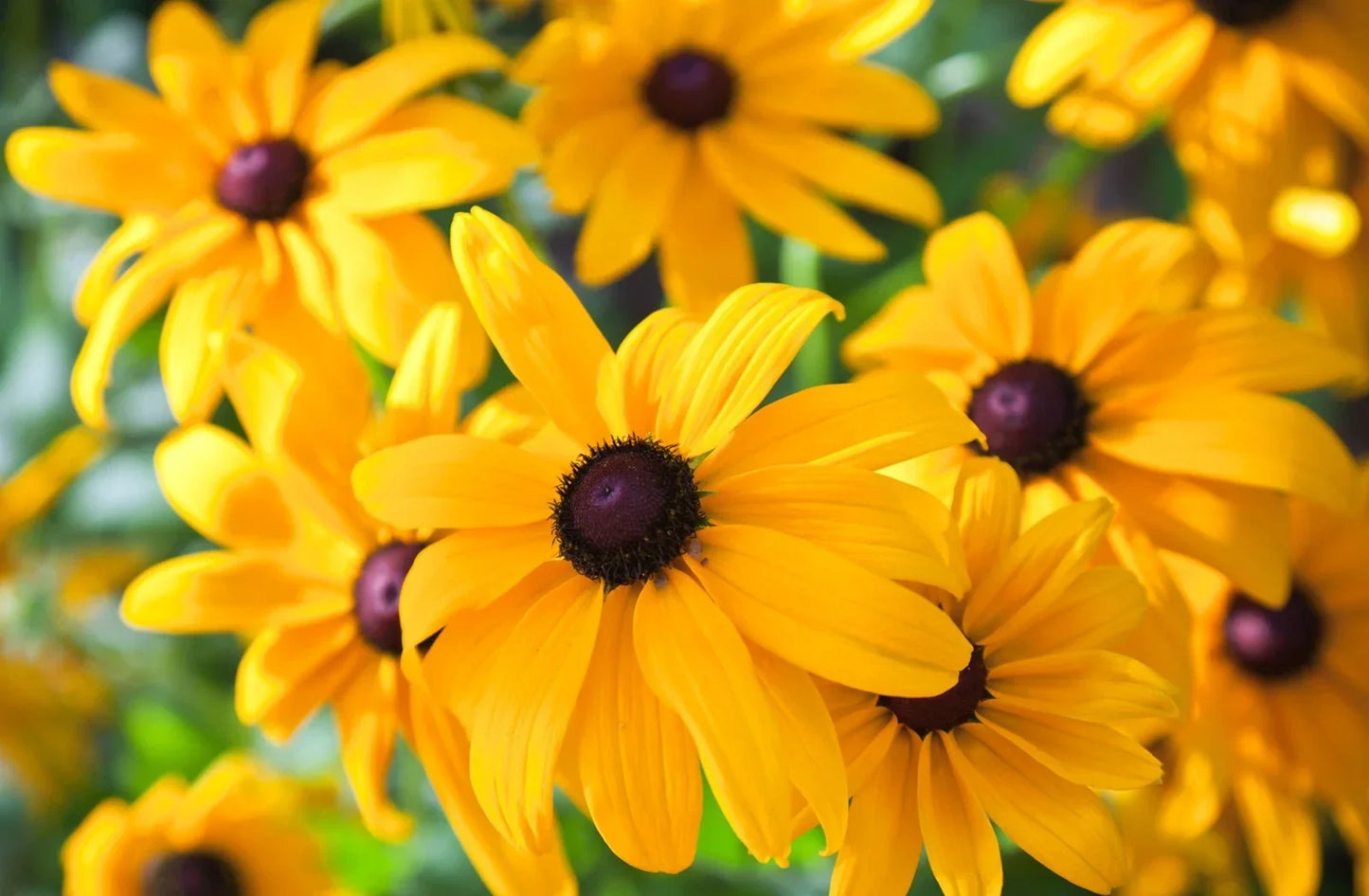Black Eyed Susan Seeds - Heirloom Non-GMO Perennial Flower - Rudbeckia hirta - Bright Yellow Blooms for Garden Pollinator Attracting