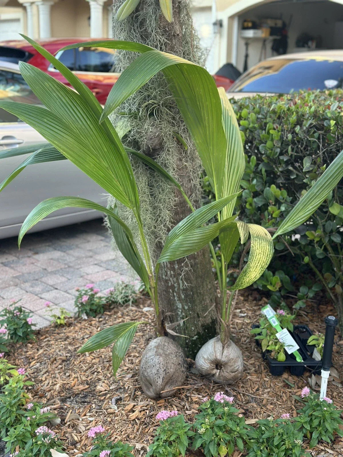 Sprouted Coconut Palm Tree Seed 4'-5' | Live Cocos nucifera Tropical Plant for Garden & Indoor