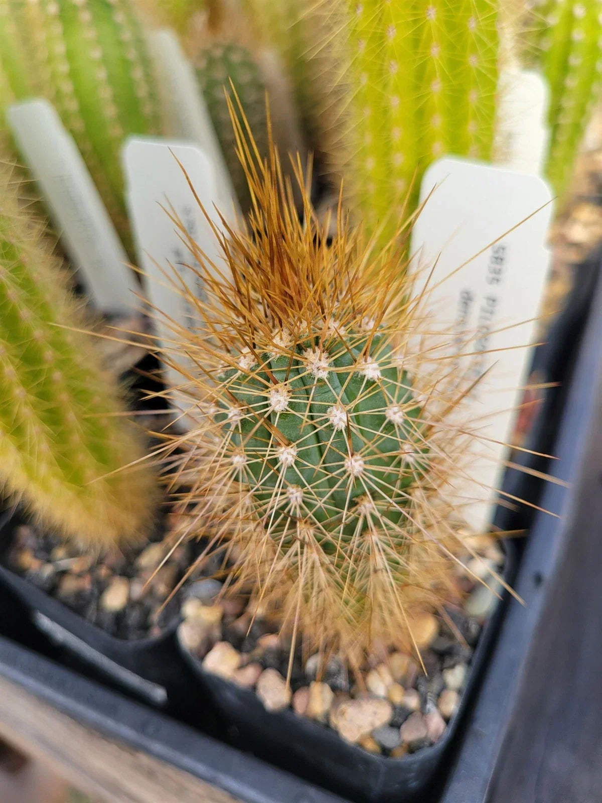 Pilosocereus densiareolatus Cactus Succulent Plant GO 21 Variety Unique Desert Decor