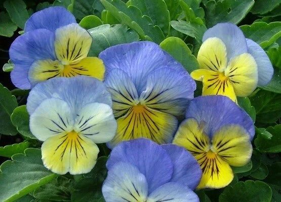 Pansy Seeds 50 Count Viola tricolor var. hortensis Blue and Violet Flowering Annual for Garden Beds & Containers