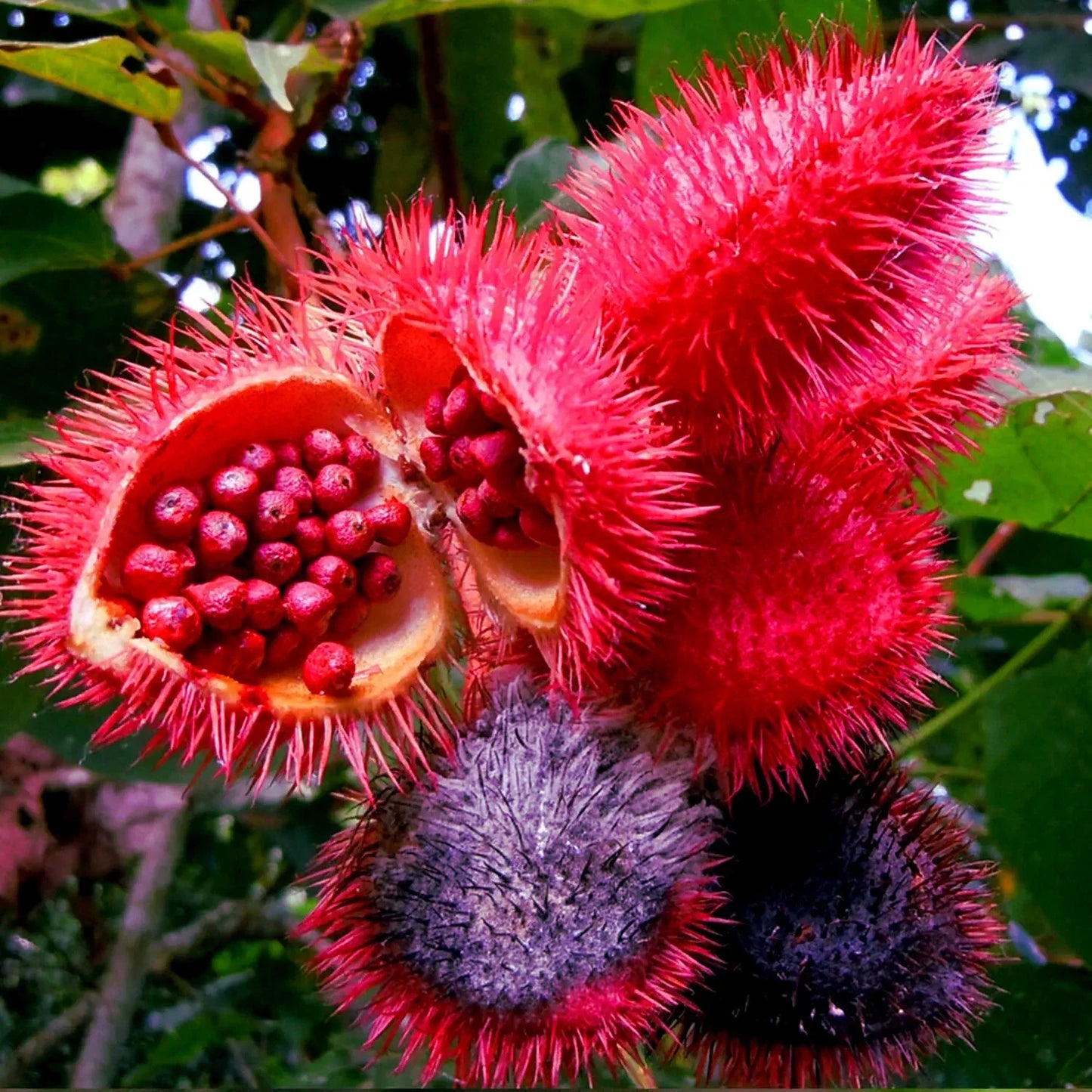 Annatto Dye Plant Seeds - 50 Bixa orellana Tropical Pink Flowers for Natural Dye & Garden Cultivation