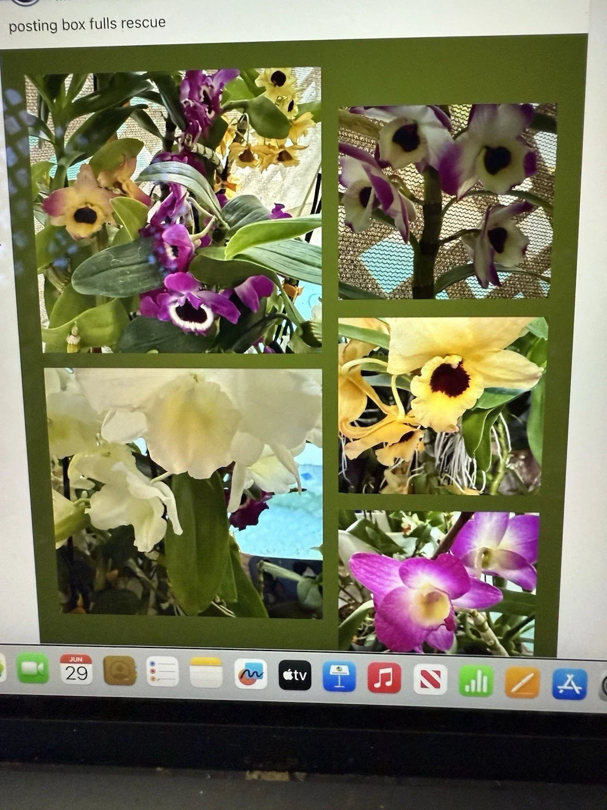 Dendrobium Orchid Plant - Bare Root 1 Stem, Indoor Houseplant, Exotic Orchid for Home Decor, Easy Care, Dendrobium spp.