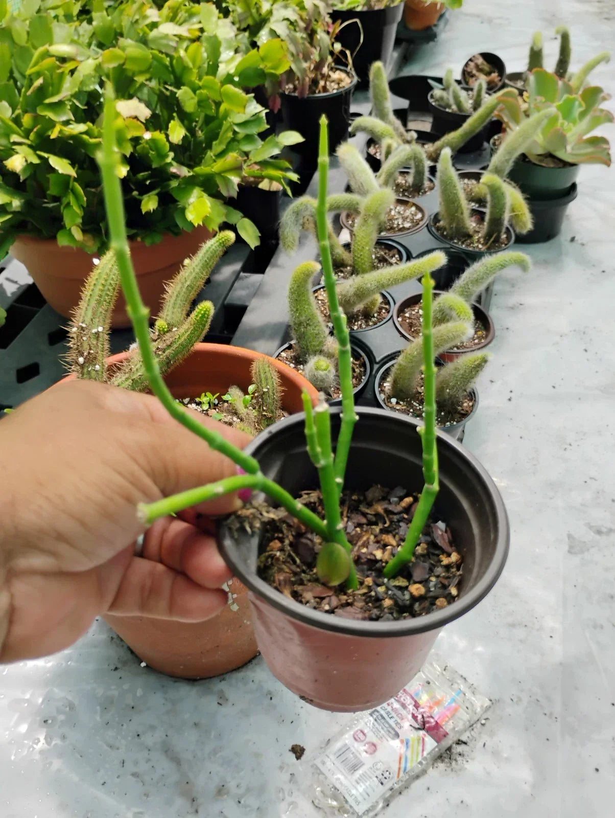 Sarcostemma Resiliens Plant in 4-Inch Pot | Resilient Green Climbing Vine | Indoor Houseplant | Rubber Vine