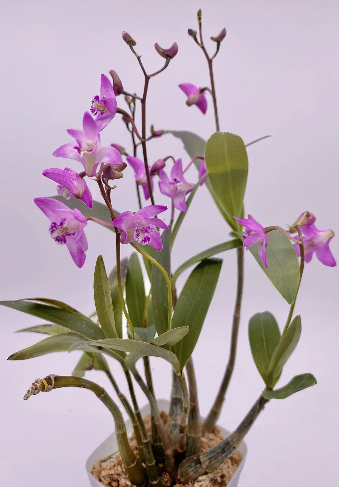 Dendrobium KINGIANUM Orchid Plant - Fragrant Miniature Flower - Easy Indoor Care - Dendrobium kingianum