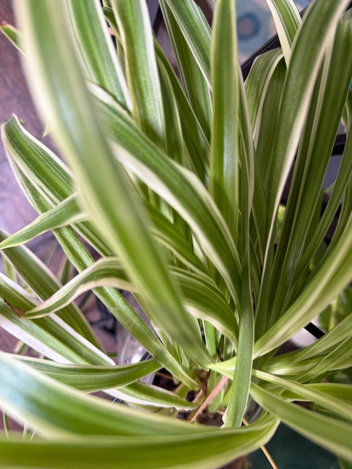 Variegated Spider Plant Babies 2 Pack - Easy Care Chlorophytum comosum Indoor Houseplants