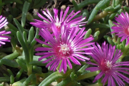 Magenta Delosperma Cooperi Ice Plant 1-Gallon Live Succulent Ground Cover Drought-Tolerant Perennial