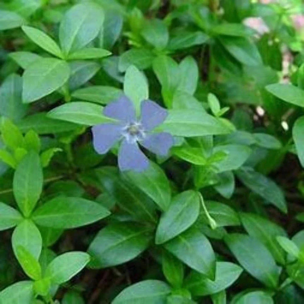 Vinca Minor Plants - Bare-Root Ground Cover - Periwinkle - Purple and Blue Flowers - Hardy Perennial for Gardens and Landscapes