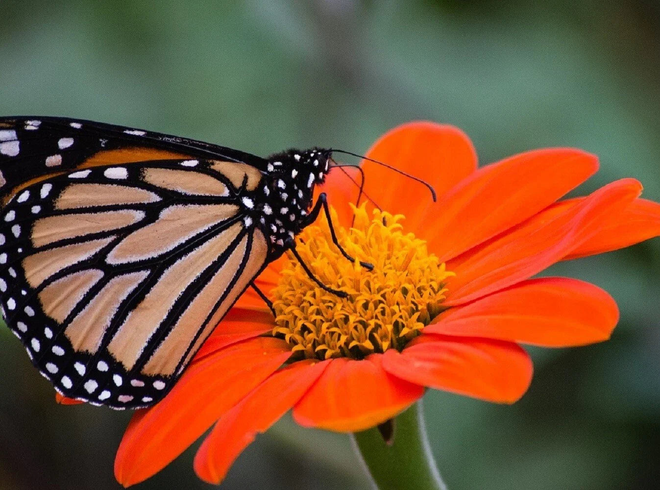 Sunflower Seeds Large Orange Blooms Drought-Tolerant Mexican Torch Helianthus annuus Garden Plant