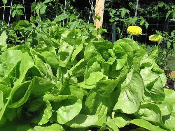 Bibb Leaf Lettuce Seeds Heirloom Non-GMO for Salad, Sandwiches, Lactuca sativa, Pack of 25+